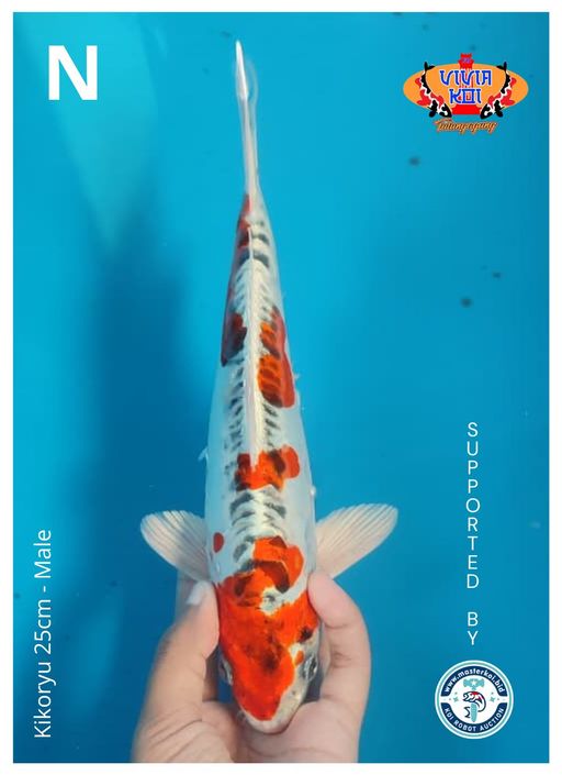 Lelang Koi Online, Jual Beli Ikan Koi, Pusat Jual Beli Koi, Info Lelang Koi Hari Ini, Platform Jual Beli Koi, Jual Beli Ikan Koi Online, Marketplace Ikan Koi, Jual Koi Terbaik, Tempat Beli Koi Berkualitas, Pasar Ikan Koi Online Terpercaya, Penjual Ikan Koi Terpercaya, Beli Koi Hias Online, Ikan Koi untuk Dijual, Koi Kualitas Terbaik, Toko Online Ikan Koi, Koi Hias Untuk Dijual, Jual Beli Ikan Koi Lokal, Koi Indonesia Online, Pusat Jual Beli Koi Terbesar