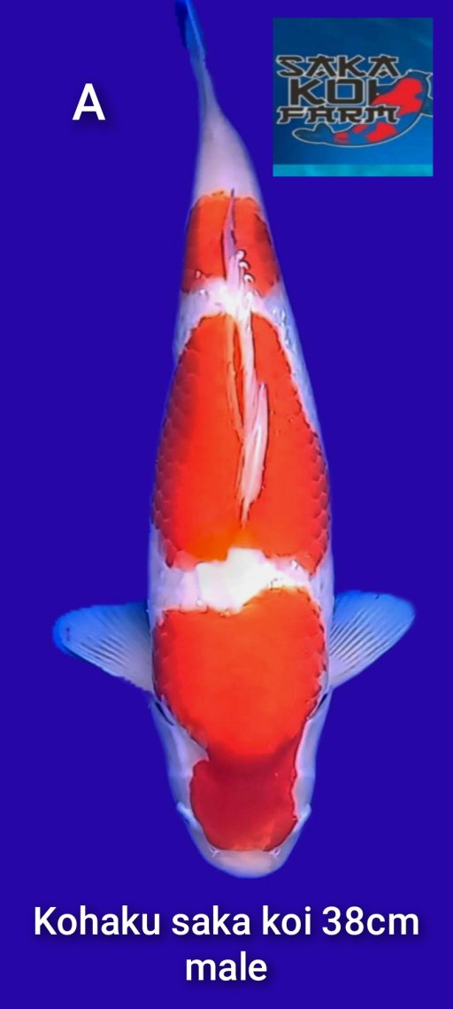 Lelang Koi Online, Jual Beli Ikan Koi, Pusat Jual Beli Koi, Info Lelang Koi Hari Ini, Platform Jual Beli Koi, Jual Beli Ikan Koi Online, Marketplace Ikan Koi, Jual Koi Terbaik, Tempat Beli Koi Berkualitas, Pasar Ikan Koi Online Terpercaya, Penjual Ikan Koi Terpercaya, Beli Koi Hias Online, Ikan Koi untuk Dijual, Koi Kualitas Terbaik, Toko Online Ikan Koi, Koi Hias Untuk Dijual, Jual Beli Ikan Koi Lokal, Koi Indonesia Online, Pusat Jual Beli Koi Terbesar