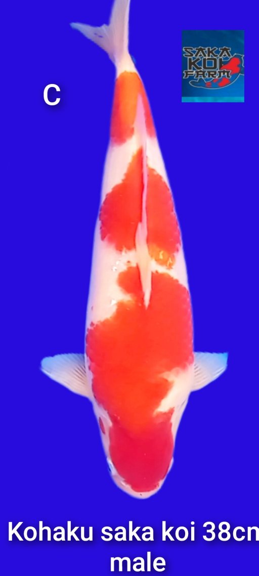 Lelang Koi Online, Jual Beli Ikan Koi, Pusat Jual Beli Koi, Info Lelang Koi Hari Ini, Platform Jual Beli Koi, Jual Beli Ikan Koi Online, Marketplace Ikan Koi, Jual Koi Terbaik, Tempat Beli Koi Berkualitas, Pasar Ikan Koi Online Terpercaya, Penjual Ikan Koi Terpercaya, Beli Koi Hias Online, Ikan Koi untuk Dijual, Koi Kualitas Terbaik, Toko Online Ikan Koi, Koi Hias Untuk Dijual, Jual Beli Ikan Koi Lokal, Koi Indonesia Online, Pusat Jual Beli Koi Terbesar