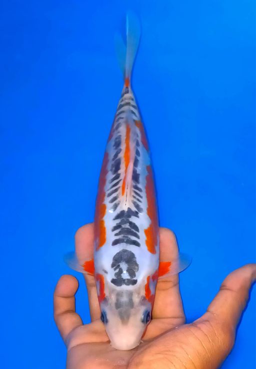 Lelang Koi Online, Jual Beli Ikan Koi, Pusat Jual Beli Koi, Info Lelang Koi Hari Ini, Platform Jual Beli Koi, Jual Beli Ikan Koi Online, Marketplace Ikan Koi, Jual Koi Terbaik, Tempat Beli Koi Berkualitas, Pasar Ikan Koi Online Terpercaya, Penjual Ikan Koi Terpercaya, Beli Koi Hias Online, Ikan Koi untuk Dijual, Koi Kualitas Terbaik, Toko Online Ikan Koi, Koi Hias Untuk Dijual, Jual Beli Ikan Koi Lokal, Koi Indonesia Online, Pusat Jual Beli Koi Terbesar