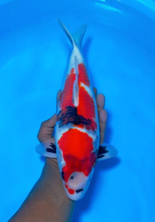 Lelang Koi Online, Jual Beli Ikan Koi, Pusat Jual Beli Koi, Info Lelang Koi Hari Ini, Platform Jual Beli Koi, Jual Beli Ikan Koi Online, Marketplace Ikan Koi, Jual Koi Terbaik, Tempat Beli Koi Berkualitas, Pasar Ikan Koi Online Terpercaya, Penjual Ikan Koi Terpercaya, Beli Koi Hias Online, Ikan Koi untuk Dijual, Koi Kualitas Terbaik, Toko Online Ikan Koi, Koi Hias Untuk Dijual, Jual Beli Ikan Koi Lokal, Koi Indonesia Online, Pusat Jual Beli Koi Terbesar