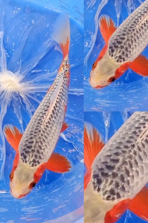Lelang Koi Online, Jual Beli Ikan Koi, Pusat Jual Beli Koi, Info Lelang Koi Hari Ini, Platform Jual Beli Koi, Jual Beli Ikan Koi Online, Marketplace Ikan Koi, Jual Koi Terbaik, Tempat Beli Koi Berkualitas, Pasar Ikan Koi Online Terpercaya, Penjual Ikan Koi Terpercaya, Beli Koi Hias Online, Ikan Koi untuk Dijual, Koi Kualitas Terbaik, Toko Online Ikan Koi, Koi Hias Untuk Dijual, Jual Beli Ikan Koi Lokal, Koi Indonesia Online, Pusat Jual Beli Koi Terbesar