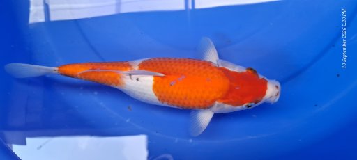 Lelang Koi Online, Jual Beli Ikan Koi, Pusat Jual Beli Koi, Info Lelang Koi Hari Ini, Platform Jual Beli Koi, Jual Beli Ikan Koi Online, Marketplace Ikan Koi, Jual Koi Terbaik, Tempat Beli Koi Berkualitas, Pasar Ikan Koi Online Terpercaya, Penjual Ikan Koi Terpercaya, Beli Koi Hias Online, Ikan Koi untuk Dijual, Koi Kualitas Terbaik, Toko Online Ikan Koi, Koi Hias Untuk Dijual, Jual Beli Ikan Koi Lokal, Koi Indonesia Online, Pusat Jual Beli Koi Terbesar