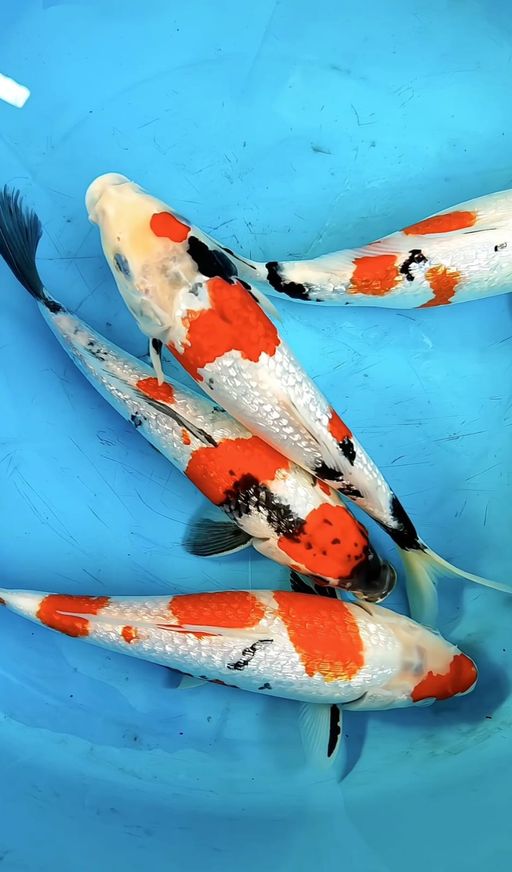 Lelang Koi Online, Jual Beli Ikan Koi, Pusat Jual Beli Koi, Info Lelang Koi Hari Ini, Platform Jual Beli Koi, Jual Beli Ikan Koi Online, Marketplace Ikan Koi, Jual Koi Terbaik, Tempat Beli Koi Berkualitas, Pasar Ikan Koi Online Terpercaya, Penjual Ikan Koi Terpercaya, Beli Koi Hias Online, Ikan Koi untuk Dijual, Koi Kualitas Terbaik, Toko Online Ikan Koi, Koi Hias Untuk Dijual, Jual Beli Ikan Koi Lokal, Koi Indonesia Online, Pusat Jual Beli Koi Terbesar