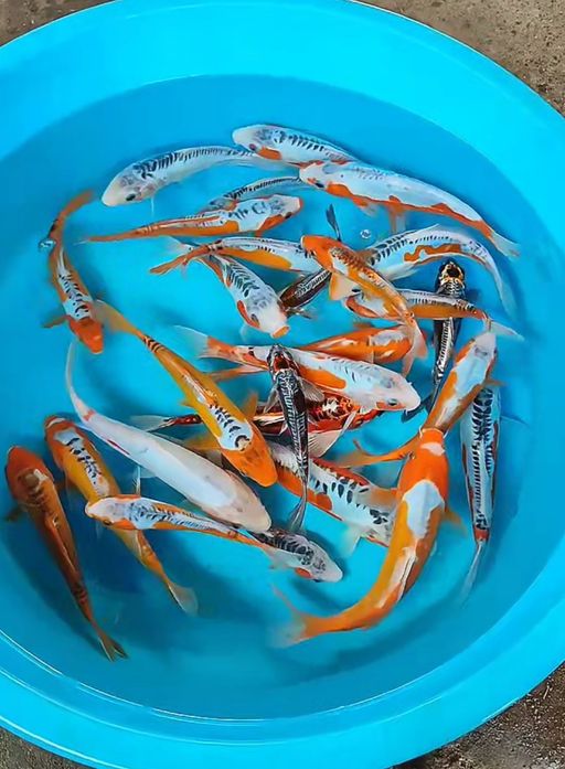 Lelang Koi Online, Jual Beli Ikan Koi, Pusat Jual Beli Koi, Info Lelang Koi Hari Ini, Platform Jual Beli Koi, Jual Beli Ikan Koi Online, Marketplace Ikan Koi, Jual Koi Terbaik, Tempat Beli Koi Berkualitas, Pasar Ikan Koi Online Terpercaya, Penjual Ikan Koi Terpercaya, Beli Koi Hias Online, Ikan Koi untuk Dijual, Koi Kualitas Terbaik, Toko Online Ikan Koi, Koi Hias Untuk Dijual, Jual Beli Ikan Koi Lokal, Koi Indonesia Online, Pusat Jual Beli Koi Terbesar