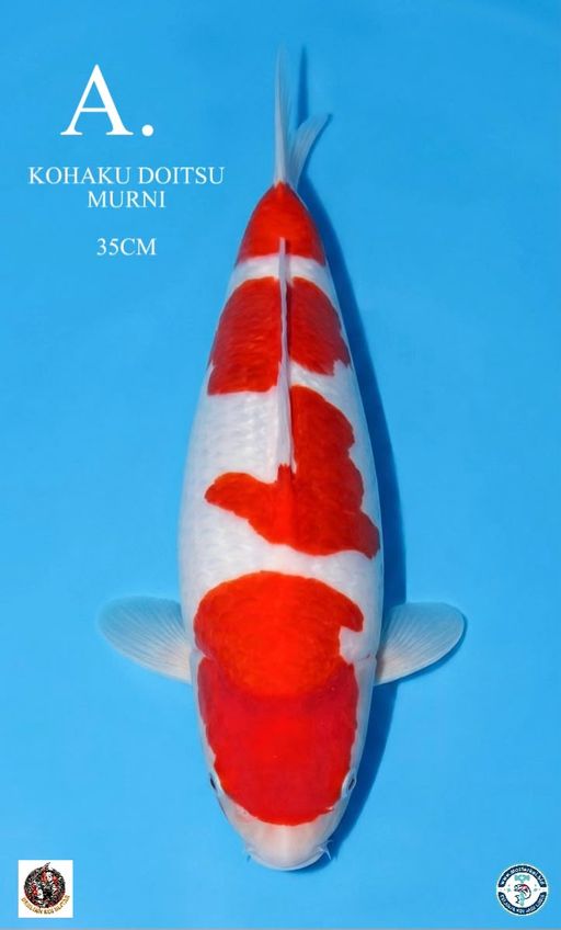Lelang Koi Online, Jual Beli Ikan Koi, Pusat Jual Beli Koi, Info Lelang Koi Hari Ini, Platform Jual Beli Koi, Jual Beli Ikan Koi Online, Marketplace Ikan Koi, Jual Koi Terbaik, Tempat Beli Koi Berkualitas, Pasar Ikan Koi Online Terpercaya, Penjual Ikan Koi Terpercaya, Beli Koi Hias Online, Ikan Koi untuk Dijual, Koi Kualitas Terbaik, Toko Online Ikan Koi, Koi Hias Untuk Dijual, Jual Beli Ikan Koi Lokal, Koi Indonesia Online, Pusat Jual Beli Koi Terbesar