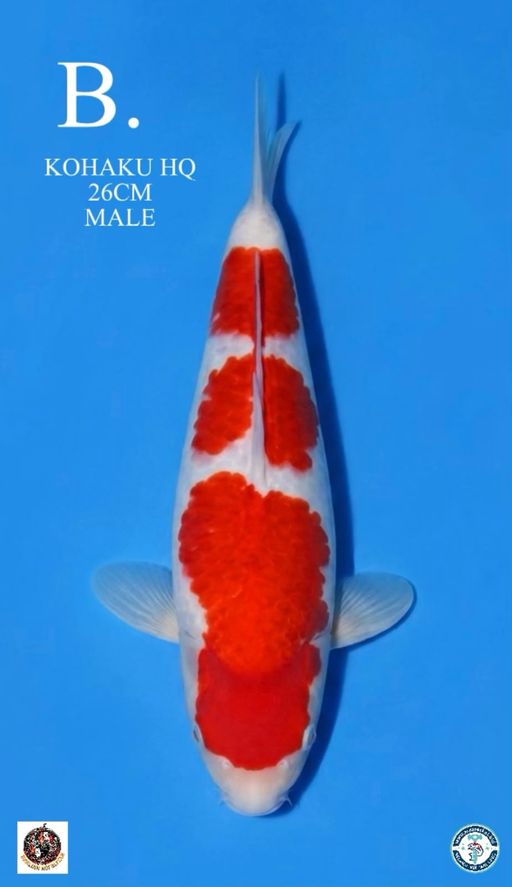 Lelang Koi Online, Jual Beli Ikan Koi, Pusat Jual Beli Koi, Info Lelang Koi Hari Ini, Platform Jual Beli Koi, Jual Beli Ikan Koi Online, Marketplace Ikan Koi, Jual Koi Terbaik, Tempat Beli Koi Berkualitas, Pasar Ikan Koi Online Terpercaya, Penjual Ikan Koi Terpercaya, Beli Koi Hias Online, Ikan Koi untuk Dijual, Koi Kualitas Terbaik, Toko Online Ikan Koi, Koi Hias Untuk Dijual, Jual Beli Ikan Koi Lokal, Koi Indonesia Online, Pusat Jual Beli Koi Terbesar