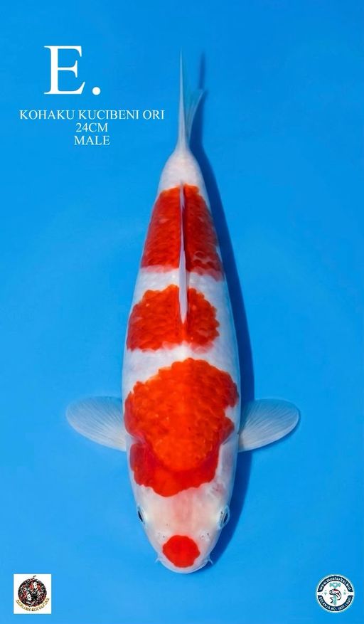 Lelang Koi Online, Jual Beli Ikan Koi, Pusat Jual Beli Koi, Info Lelang Koi Hari Ini, Platform Jual Beli Koi, Jual Beli Ikan Koi Online, Marketplace Ikan Koi, Jual Koi Terbaik, Tempat Beli Koi Berkualitas, Pasar Ikan Koi Online Terpercaya, Penjual Ikan Koi Terpercaya, Beli Koi Hias Online, Ikan Koi untuk Dijual, Koi Kualitas Terbaik, Toko Online Ikan Koi, Koi Hias Untuk Dijual, Jual Beli Ikan Koi Lokal, Koi Indonesia Online, Pusat Jual Beli Koi Terbesar
