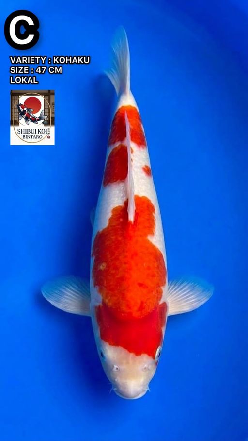 Lelang Koi Online, Jual Beli Ikan Koi, Pusat Jual Beli Koi, Info Lelang Koi Hari Ini, Platform Jual Beli Koi, Jual Beli Ikan Koi Online, Marketplace Ikan Koi, Jual Koi Terbaik, Tempat Beli Koi Berkualitas, Pasar Ikan Koi Online Terpercaya, Penjual Ikan Koi Terpercaya, Beli Koi Hias Online, Ikan Koi untuk Dijual, Koi Kualitas Terbaik, Toko Online Ikan Koi, Koi Hias Untuk Dijual, Jual Beli Ikan Koi Lokal, Koi Indonesia Online, Pusat Jual Beli Koi Terbesar