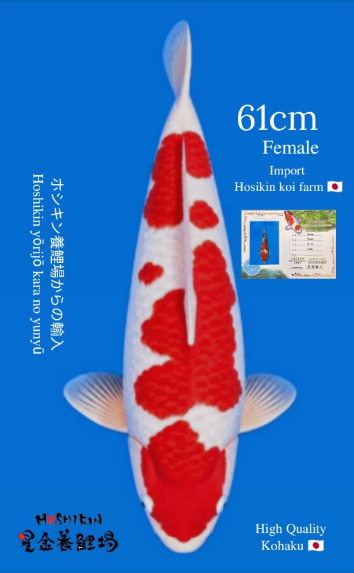 B. KOHAKU IMPORT 61c...