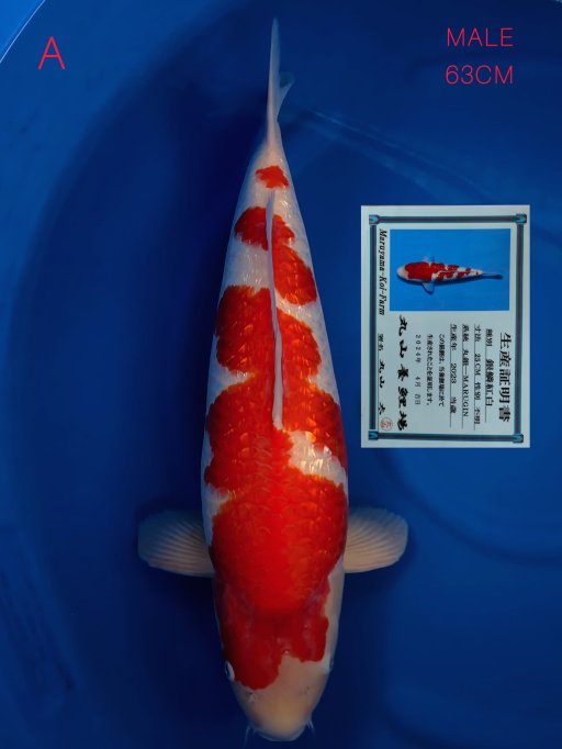 A. KOHAKU GINDRIN IM...