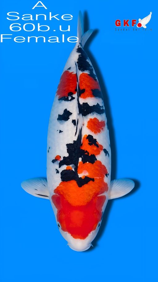 A. SANKE 59cm