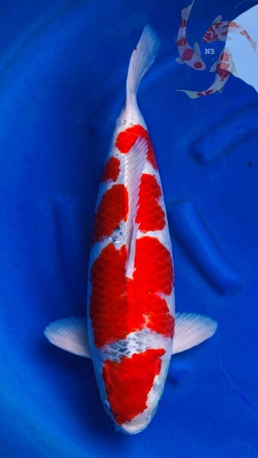 L. RED GOSHIKI TATEG...