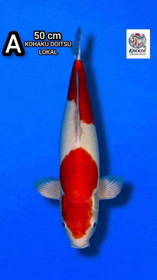 A. KOHAKU DOITSU 50c...
