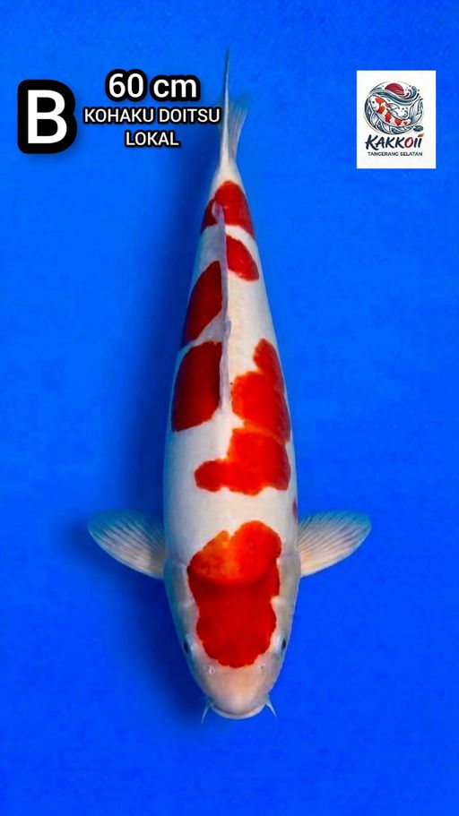B. KOHAKU DOITSU 60c...