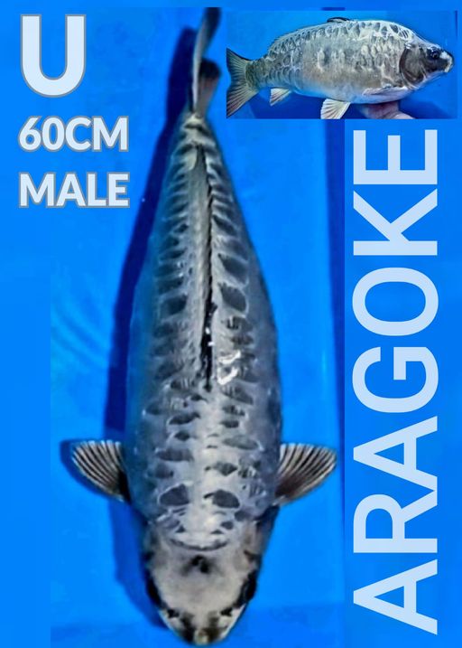 U. SUPER ARAGOKE 60c...