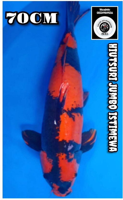 S. JUMBO HIUTSURI NE...