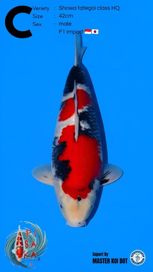 C. SHOWA TATEGOI CLA...