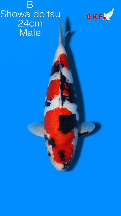 B. SOWA DOITSU 24cm ...