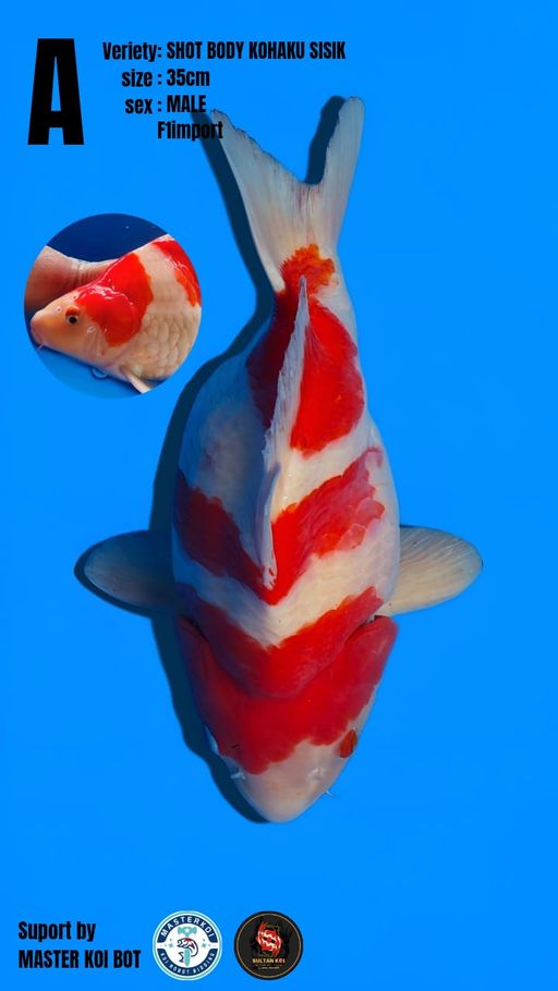 A. SHOT BODY KOHAKU ...