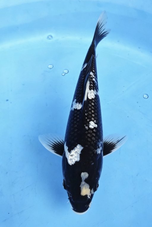 A. SHIRO GINRIN 20cm
