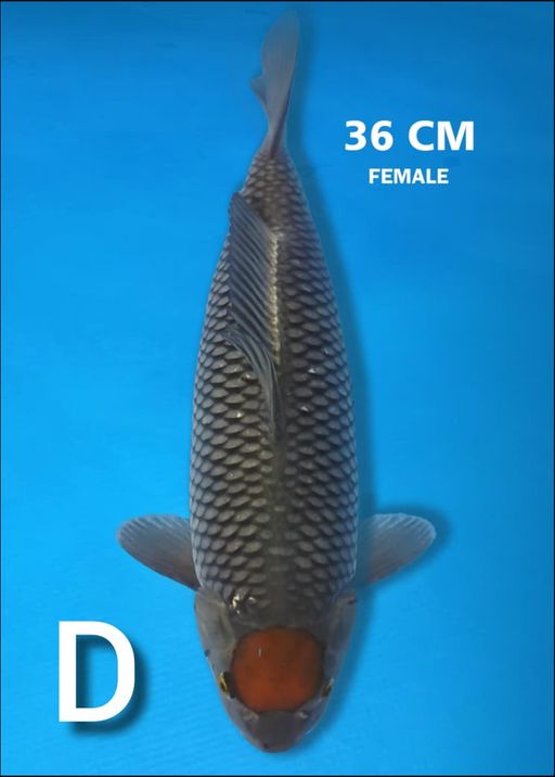 D. TANCHO OCHIBA 36c...