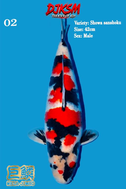 2. SHOWA 42cm [MALE]