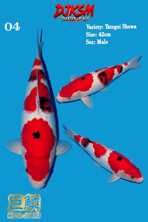 Lelang Koi Online, Jual Beli Ikan Koi, Pusat Jual Beli Koi, Info Lelang Koi Hari Ini, Platform Jual Beli Koi, Jual Beli Ikan Koi Online, Marketplace Ikan Koi, Jual Koi Terbaik, Tempat Beli Koi Berkualitas, Pasar Ikan Koi Online Terpercaya, Penjual Ikan Koi Terpercaya, Beli Koi Hias Online, Ikan Koi untuk Dijual, Koi Kualitas Terbaik, Toko Online Ikan Koi, Koi Hias Untuk Dijual, Jual Beli Ikan Koi Lokal, Koi Indonesia Online, Pusat Jual Beli Koi Terbesar