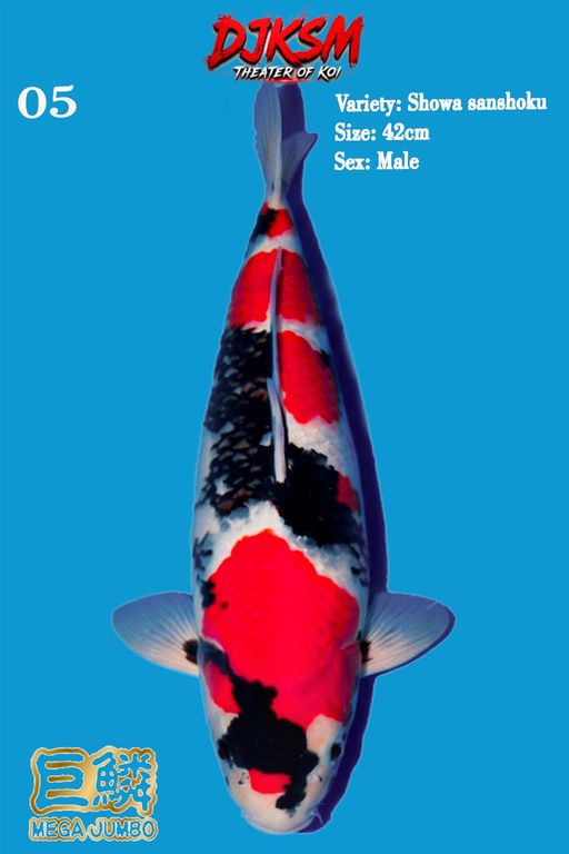5. SHOWA 42cm [MALE]