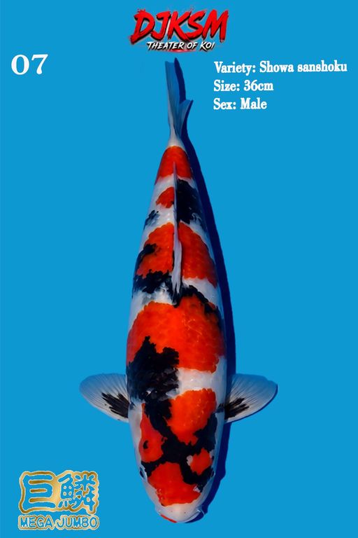 7. SHOWA 36cm [MALE]