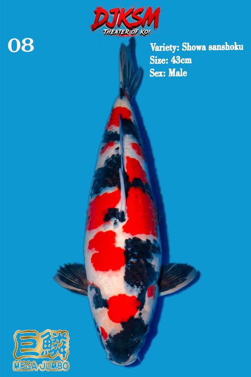 8. SHOWA 43cm [MALE]