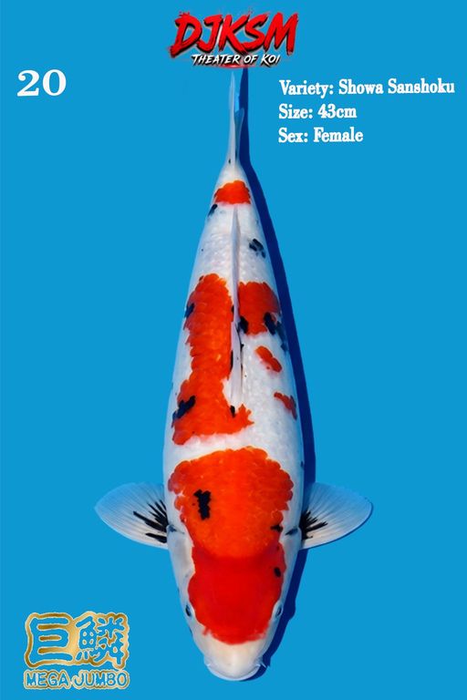 Lelang Koi Online, Jual Beli Ikan Koi, Pusat Jual Beli Koi, Info Lelang Koi Hari Ini, Platform Jual Beli Koi, Jual Beli Ikan Koi Online, Marketplace Ikan Koi, Jual Koi Terbaik, Tempat Beli Koi Berkualitas, Pasar Ikan Koi Online Terpercaya, Penjual Ikan Koi Terpercaya, Beli Koi Hias Online, Ikan Koi untuk Dijual, Koi Kualitas Terbaik, Toko Online Ikan Koi, Koi Hias Untuk Dijual, Jual Beli Ikan Koi Lokal, Koi Indonesia Online, Pusat Jual Beli Koi Terbesar