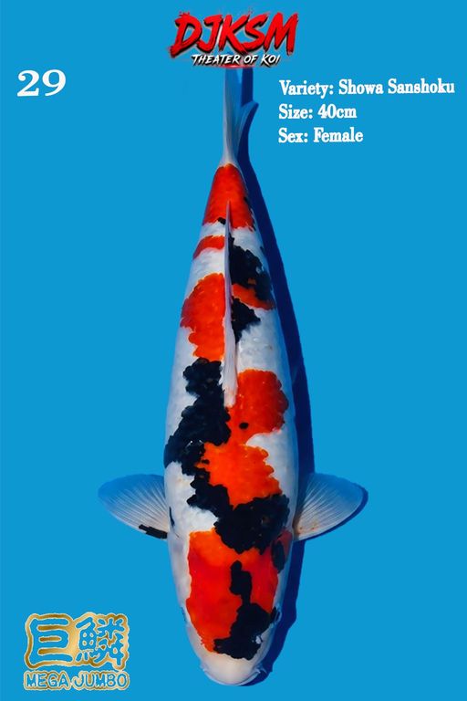 29. SHOWA 40cm [FEMA...