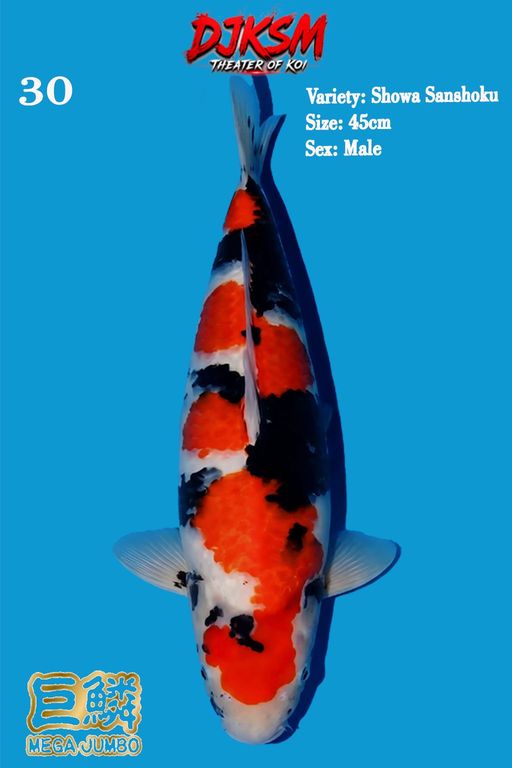 30. SHOWA 45cm [MALE...