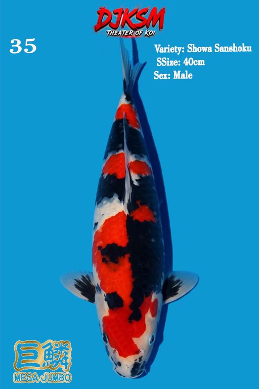 35. SHOWA 40cm [MALE...