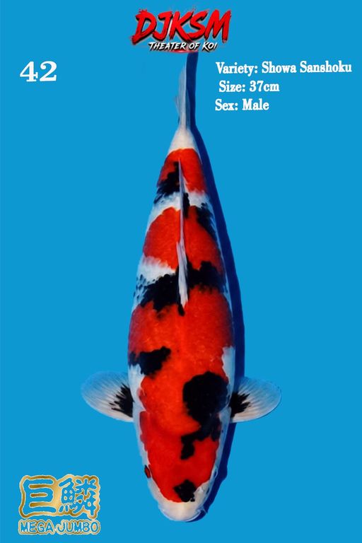 42. SHOWA 37cm [MALE...