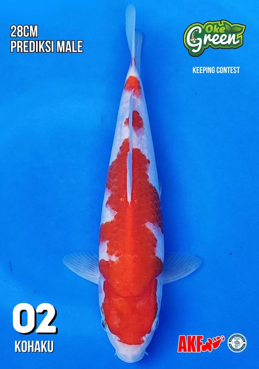 Lelang Koi Online, Jual Beli Ikan Koi, Pusat Jual Beli Koi, Info Lelang Koi Hari Ini, Platform Jual Beli Koi, Jual Beli Ikan Koi Online, Marketplace Ikan Koi, Jual Koi Terbaik, Tempat Beli Koi Berkualitas, Pasar Ikan Koi Online Terpercaya, Penjual Ikan Koi Terpercaya, Beli Koi Hias Online, Ikan Koi untuk Dijual, Koi Kualitas Terbaik, Toko Online Ikan Koi, Koi Hias Untuk Dijual, Jual Beli Ikan Koi Lokal, Koi Indonesia Online, Pusat Jual Beli Koi Terbesar