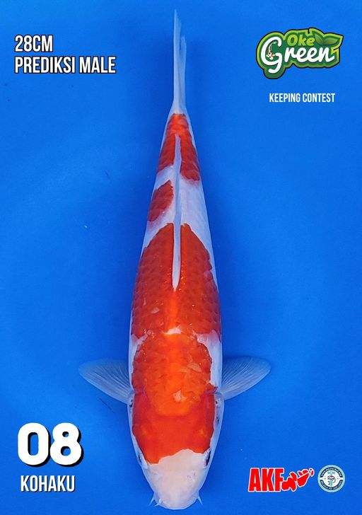 Lelang Koi Online, Jual Beli Ikan Koi, Pusat Jual Beli Koi, Info Lelang Koi Hari Ini, Platform Jual Beli Koi, Jual Beli Ikan Koi Online, Marketplace Ikan Koi, Jual Koi Terbaik, Tempat Beli Koi Berkualitas, Pasar Ikan Koi Online Terpercaya, Penjual Ikan Koi Terpercaya, Beli Koi Hias Online, Ikan Koi untuk Dijual, Koi Kualitas Terbaik, Toko Online Ikan Koi, Koi Hias Untuk Dijual, Jual Beli Ikan Koi Lokal, Koi Indonesia Online, Pusat Jual Beli Koi Terbesar