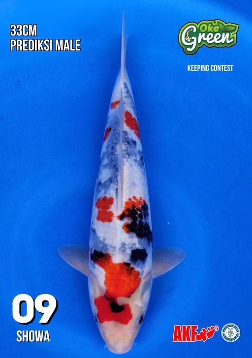 Lelang Koi Online, Jual Beli Ikan Koi, Pusat Jual Beli Koi, Info Lelang Koi Hari Ini, Platform Jual Beli Koi, Jual Beli Ikan Koi Online, Marketplace Ikan Koi, Jual Koi Terbaik, Tempat Beli Koi Berkualitas, Pasar Ikan Koi Online Terpercaya, Penjual Ikan Koi Terpercaya, Beli Koi Hias Online, Ikan Koi untuk Dijual, Koi Kualitas Terbaik, Toko Online Ikan Koi, Koi Hias Untuk Dijual, Jual Beli Ikan Koi Lokal, Koi Indonesia Online, Pusat Jual Beli Koi Terbesar