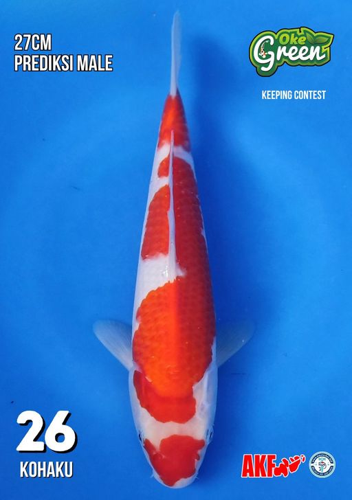Lelang Koi Online, Jual Beli Ikan Koi, Pusat Jual Beli Koi, Info Lelang Koi Hari Ini, Platform Jual Beli Koi, Jual Beli Ikan Koi Online, Marketplace Ikan Koi, Jual Koi Terbaik, Tempat Beli Koi Berkualitas, Pasar Ikan Koi Online Terpercaya, Penjual Ikan Koi Terpercaya, Beli Koi Hias Online, Ikan Koi untuk Dijual, Koi Kualitas Terbaik, Toko Online Ikan Koi, Koi Hias Untuk Dijual, Jual Beli Ikan Koi Lokal, Koi Indonesia Online, Pusat Jual Beli Koi Terbesar