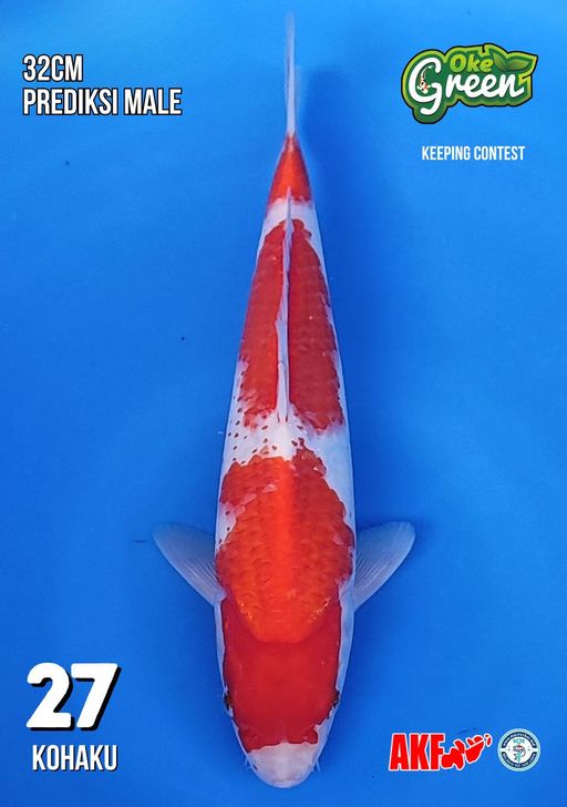 Lelang Koi Online, Jual Beli Ikan Koi, Pusat Jual Beli Koi, Info Lelang Koi Hari Ini, Platform Jual Beli Koi, Jual Beli Ikan Koi Online, Marketplace Ikan Koi, Jual Koi Terbaik, Tempat Beli Koi Berkualitas, Pasar Ikan Koi Online Terpercaya, Penjual Ikan Koi Terpercaya, Beli Koi Hias Online, Ikan Koi untuk Dijual, Koi Kualitas Terbaik, Toko Online Ikan Koi, Koi Hias Untuk Dijual, Jual Beli Ikan Koi Lokal, Koi Indonesia Online, Pusat Jual Beli Koi Terbesar