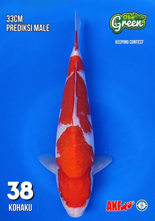 Lelang Koi Online, Jual Beli Ikan Koi, Pusat Jual Beli Koi, Info Lelang Koi Hari Ini, Platform Jual Beli Koi, Jual Beli Ikan Koi Online, Marketplace Ikan Koi, Jual Koi Terbaik, Tempat Beli Koi Berkualitas, Pasar Ikan Koi Online Terpercaya, Penjual Ikan Koi Terpercaya, Beli Koi Hias Online, Ikan Koi untuk Dijual, Koi Kualitas Terbaik, Toko Online Ikan Koi, Koi Hias Untuk Dijual, Jual Beli Ikan Koi Lokal, Koi Indonesia Online, Pusat Jual Beli Koi Terbesar