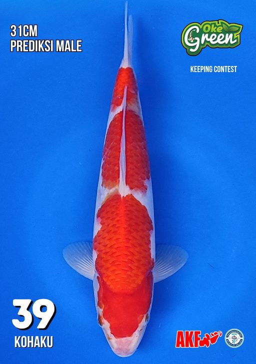 Lelang Koi Online, Jual Beli Ikan Koi, Pusat Jual Beli Koi, Info Lelang Koi Hari Ini, Platform Jual Beli Koi, Jual Beli Ikan Koi Online, Marketplace Ikan Koi, Jual Koi Terbaik, Tempat Beli Koi Berkualitas, Pasar Ikan Koi Online Terpercaya, Penjual Ikan Koi Terpercaya, Beli Koi Hias Online, Ikan Koi untuk Dijual, Koi Kualitas Terbaik, Toko Online Ikan Koi, Koi Hias Untuk Dijual, Jual Beli Ikan Koi Lokal, Koi Indonesia Online, Pusat Jual Beli Koi Terbesar
