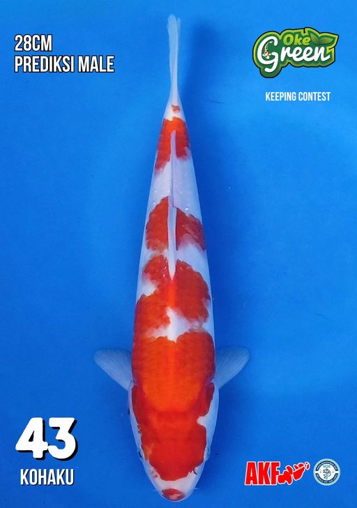 Lelang Koi Online, Jual Beli Ikan Koi, Pusat Jual Beli Koi, Info Lelang Koi Hari Ini, Platform Jual Beli Koi, Jual Beli Ikan Koi Online, Marketplace Ikan Koi, Jual Koi Terbaik, Tempat Beli Koi Berkualitas, Pasar Ikan Koi Online Terpercaya, Penjual Ikan Koi Terpercaya, Beli Koi Hias Online, Ikan Koi untuk Dijual, Koi Kualitas Terbaik, Toko Online Ikan Koi, Koi Hias Untuk Dijual, Jual Beli Ikan Koi Lokal, Koi Indonesia Online, Pusat Jual Beli Koi Terbesar
