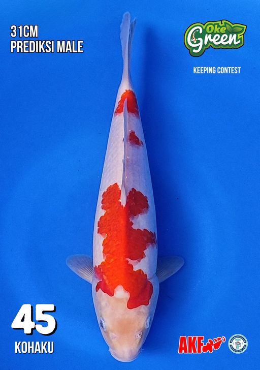 Lelang Koi Online, Jual Beli Ikan Koi, Pusat Jual Beli Koi, Info Lelang Koi Hari Ini, Platform Jual Beli Koi, Jual Beli Ikan Koi Online, Marketplace Ikan Koi, Jual Koi Terbaik, Tempat Beli Koi Berkualitas, Pasar Ikan Koi Online Terpercaya, Penjual Ikan Koi Terpercaya, Beli Koi Hias Online, Ikan Koi untuk Dijual, Koi Kualitas Terbaik, Toko Online Ikan Koi, Koi Hias Untuk Dijual, Jual Beli Ikan Koi Lokal, Koi Indonesia Online, Pusat Jual Beli Koi Terbesar