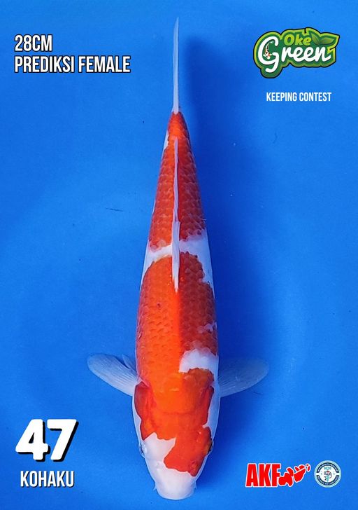 Lelang Koi Online, Jual Beli Ikan Koi, Pusat Jual Beli Koi, Info Lelang Koi Hari Ini, Platform Jual Beli Koi, Jual Beli Ikan Koi Online, Marketplace Ikan Koi, Jual Koi Terbaik, Tempat Beli Koi Berkualitas, Pasar Ikan Koi Online Terpercaya, Penjual Ikan Koi Terpercaya, Beli Koi Hias Online, Ikan Koi untuk Dijual, Koi Kualitas Terbaik, Toko Online Ikan Koi, Koi Hias Untuk Dijual, Jual Beli Ikan Koi Lokal, Koi Indonesia Online, Pusat Jual Beli Koi Terbesar