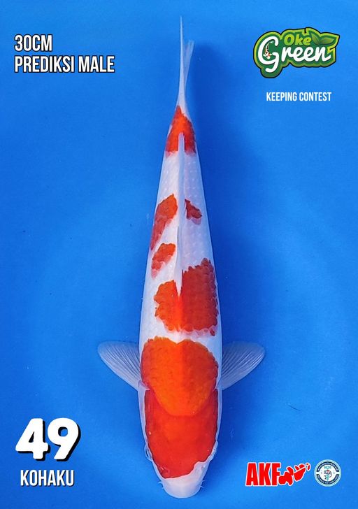 Lelang Koi Online, Jual Beli Ikan Koi, Pusat Jual Beli Koi, Info Lelang Koi Hari Ini, Platform Jual Beli Koi, Jual Beli Ikan Koi Online, Marketplace Ikan Koi, Jual Koi Terbaik, Tempat Beli Koi Berkualitas, Pasar Ikan Koi Online Terpercaya, Penjual Ikan Koi Terpercaya, Beli Koi Hias Online, Ikan Koi untuk Dijual, Koi Kualitas Terbaik, Toko Online Ikan Koi, Koi Hias Untuk Dijual, Jual Beli Ikan Koi Lokal, Koi Indonesia Online, Pusat Jual Beli Koi Terbesar
