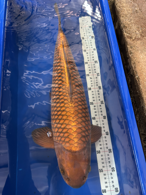 B. CHAGOI KKF 56cm [...