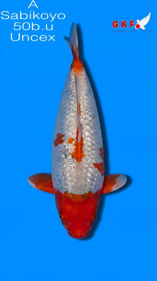 A. SABIKOYO 48cm [UN...