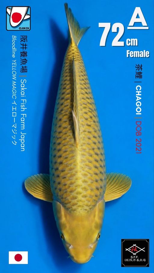 A. CHAGOI BLOODLINE ...